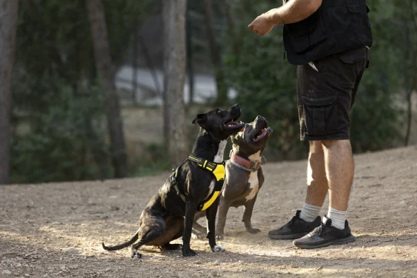 Service Dog Training