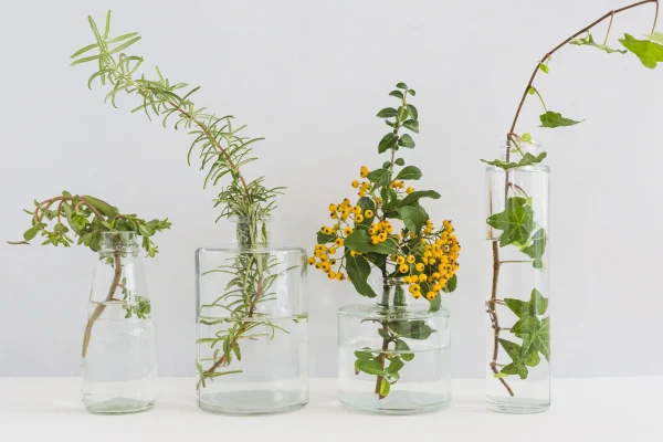 Medicinal Plants Chemistry