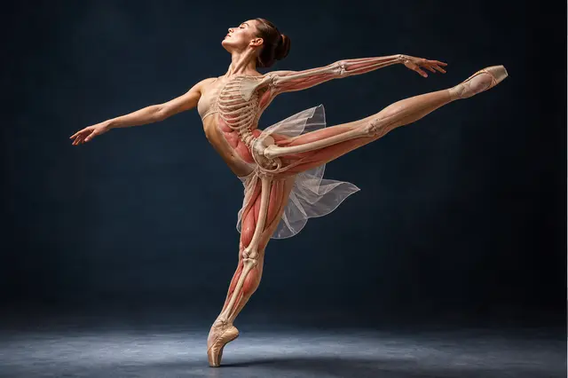 Dance Anatomy course